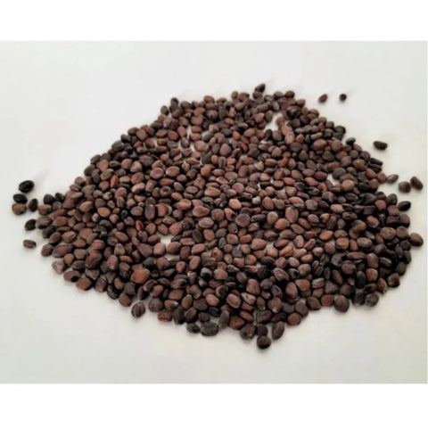 Generic Sango Radish Microgreen Seeds – Quick Harvest, Suitable for Any Space Generic Sango Radish Microgreen Seeds – Quick Harvest, Suitable for Any Space